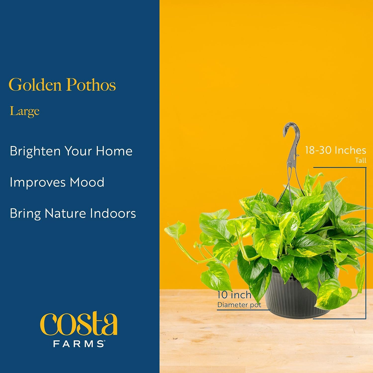Costa Farms Golden Pothos, Live Indoor Plant, Trailing Vine, Air Purifying | Fast-growing trailing vine, one of the easiest to grow. Great indoor houseplant. Ideal housewarming or birthday gift.