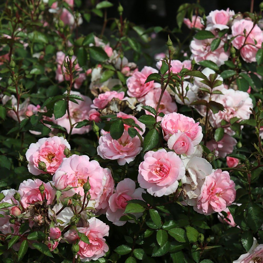 Heirloom Landscape Roses, Live Own Root Plant, Bonica®