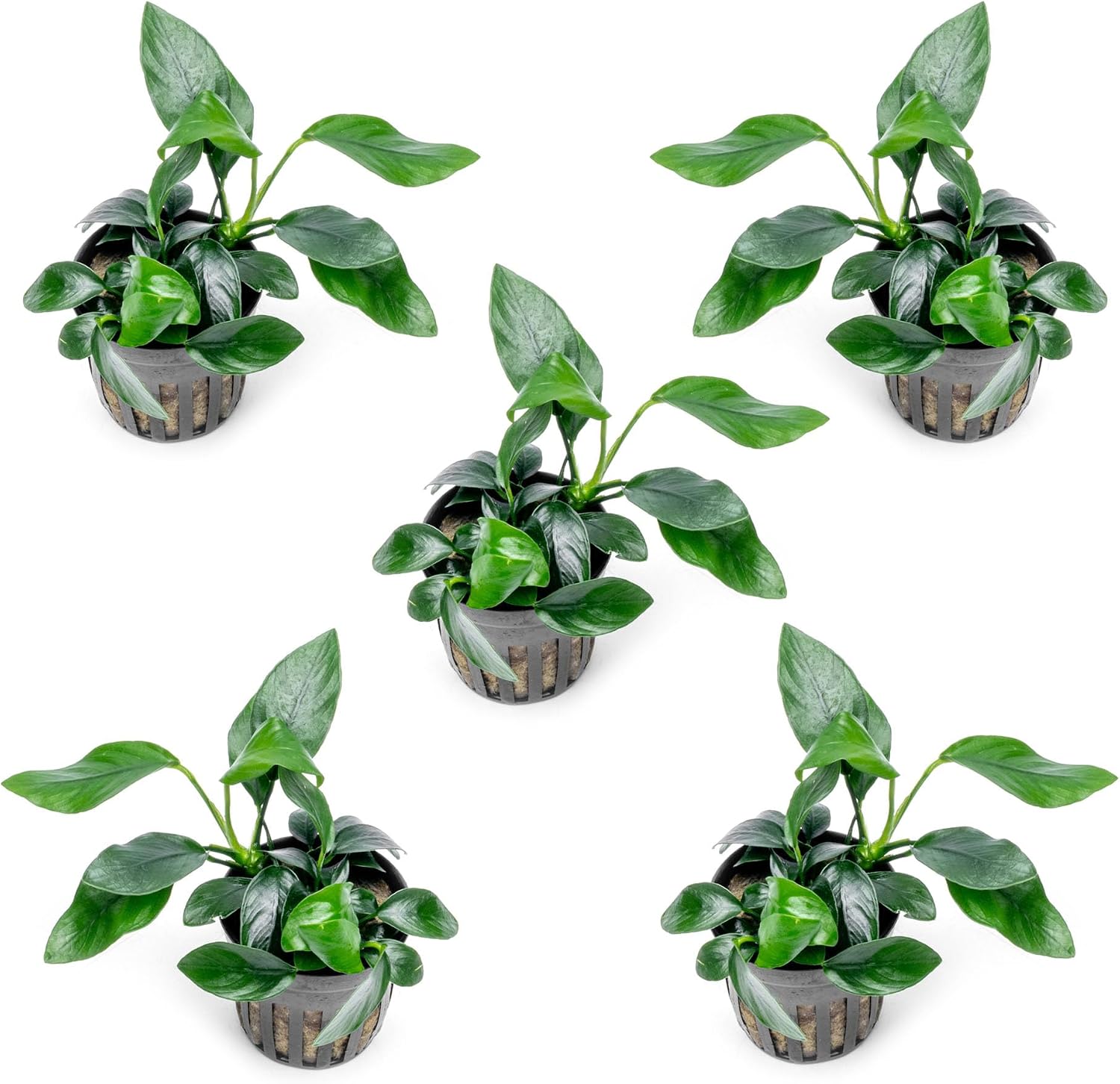 Anubias Nana Live Aquarium Plants - Potted Freshwater Plant for Fish Tanks, Terrariums - Beginner Friendly Low Light (1 Pot)