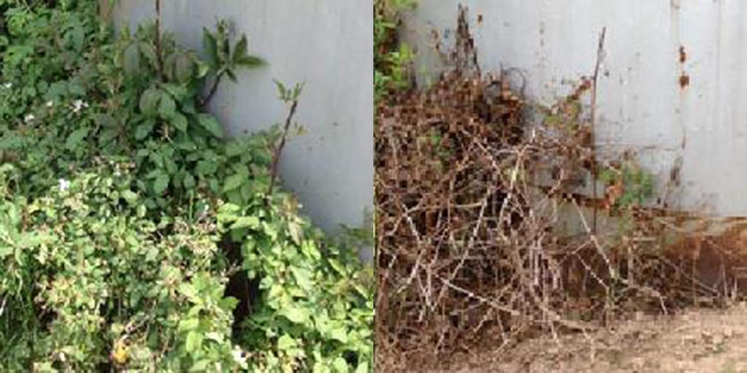 RM43 Concentrated Extended Control Weed Killer
