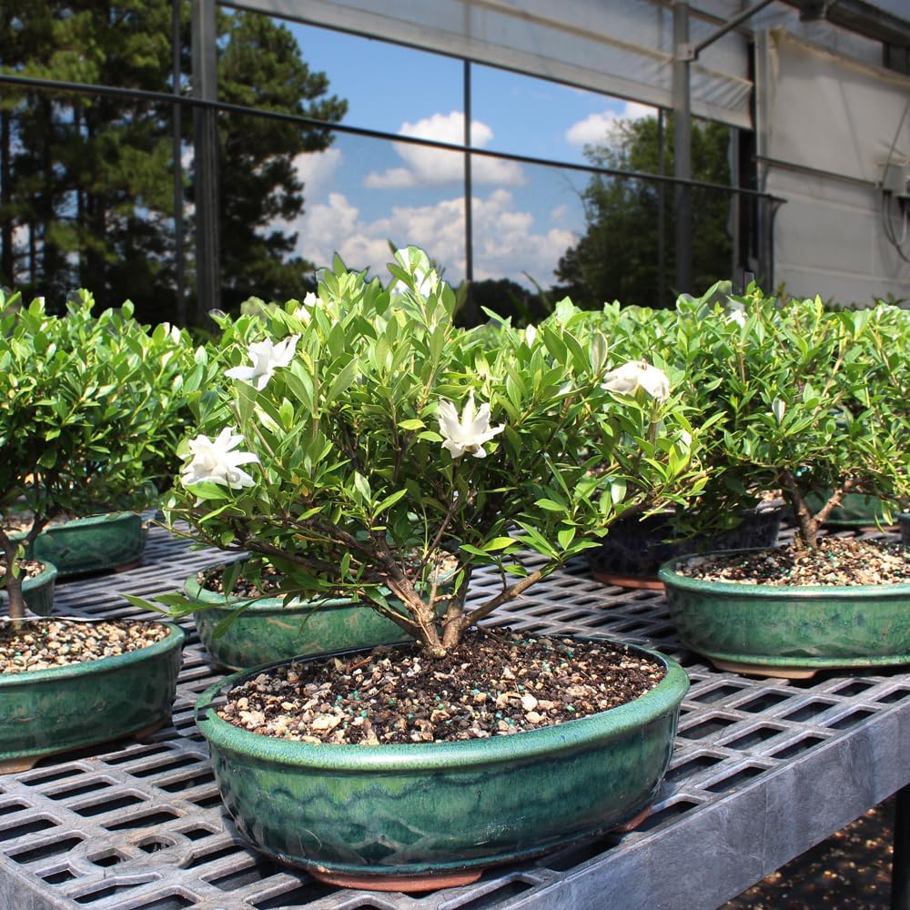 Brussel's Live Gardenia Outdoor Bonsai Tree - 6 Years Old, 10" to 14" Tall with Decorative Container | Live Bonsai Tree, Gardenia, Outdoor, 6-Year Old
