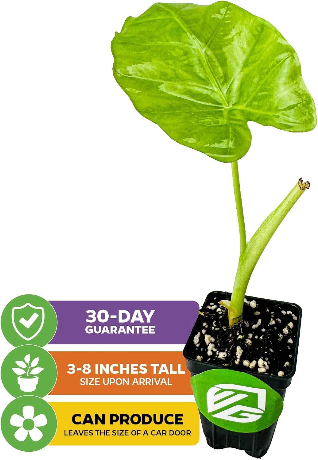 Thailand Giant Elephant Ear Live Plant - Colocasia gigantea by Wellspring Gardens - Elephant Ear Plant, Colocasia Gigantea, Elephant Ear Plant Live, Exotic Elephant Plant, Tropical Garden Design Ideas