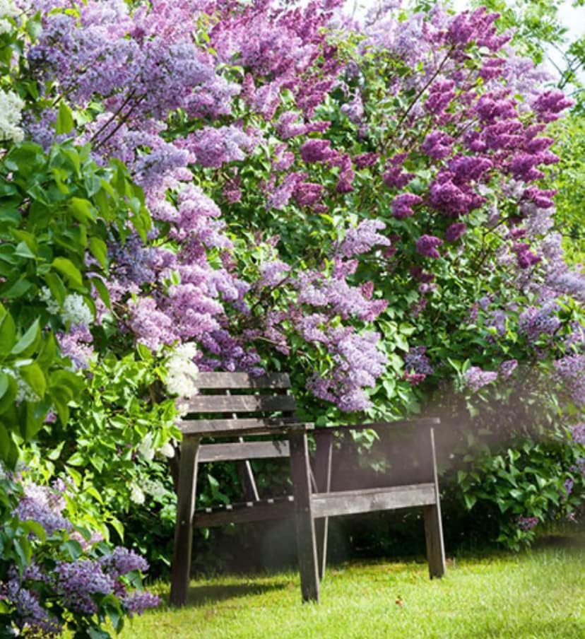 Old Fashioned Lilac Bushes Live Plants (2 Pack) – 14–24” Tall - Syringa vulgaris – Fragrant Lavender Purple Flowers – Hardy Flowering Shrubs