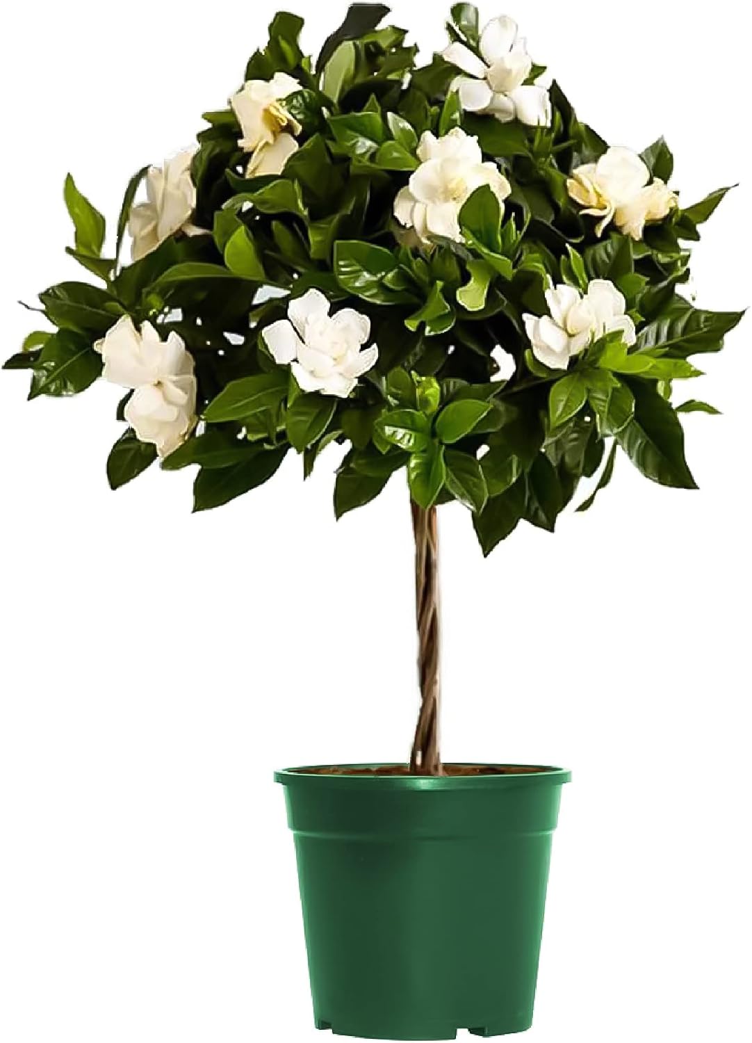 American Plant Exchange Gardenia Tree – Live Evergreen in Large 8-Inch Pot, Fragrant White Blooms, Easy-Care Indoor & Outdoor Flowering Tree for Home, Patio & Garden Décor