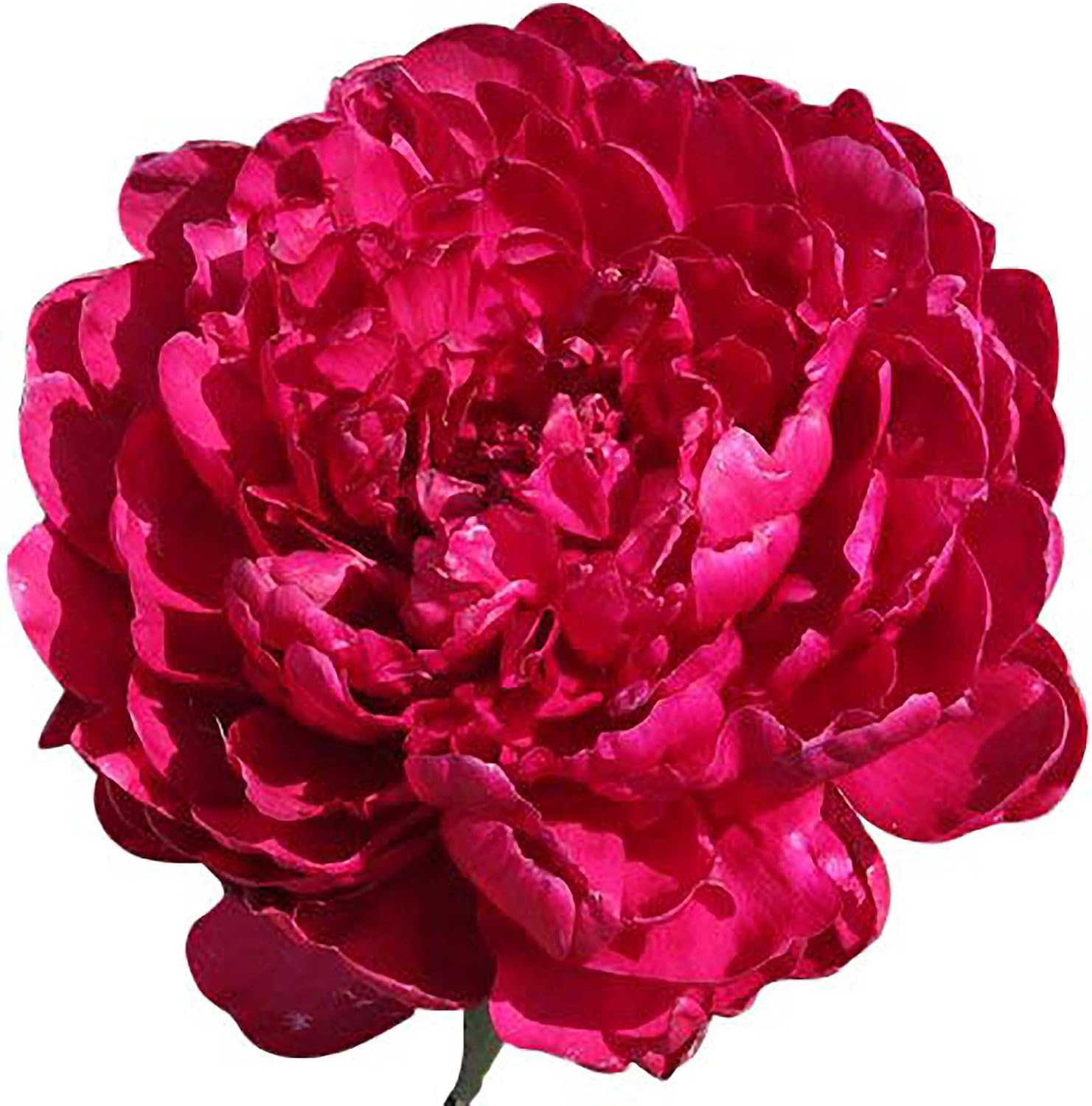 Phillipe Rivoire Double Dark Red Peony - Bare Root 3-5 Eyes
