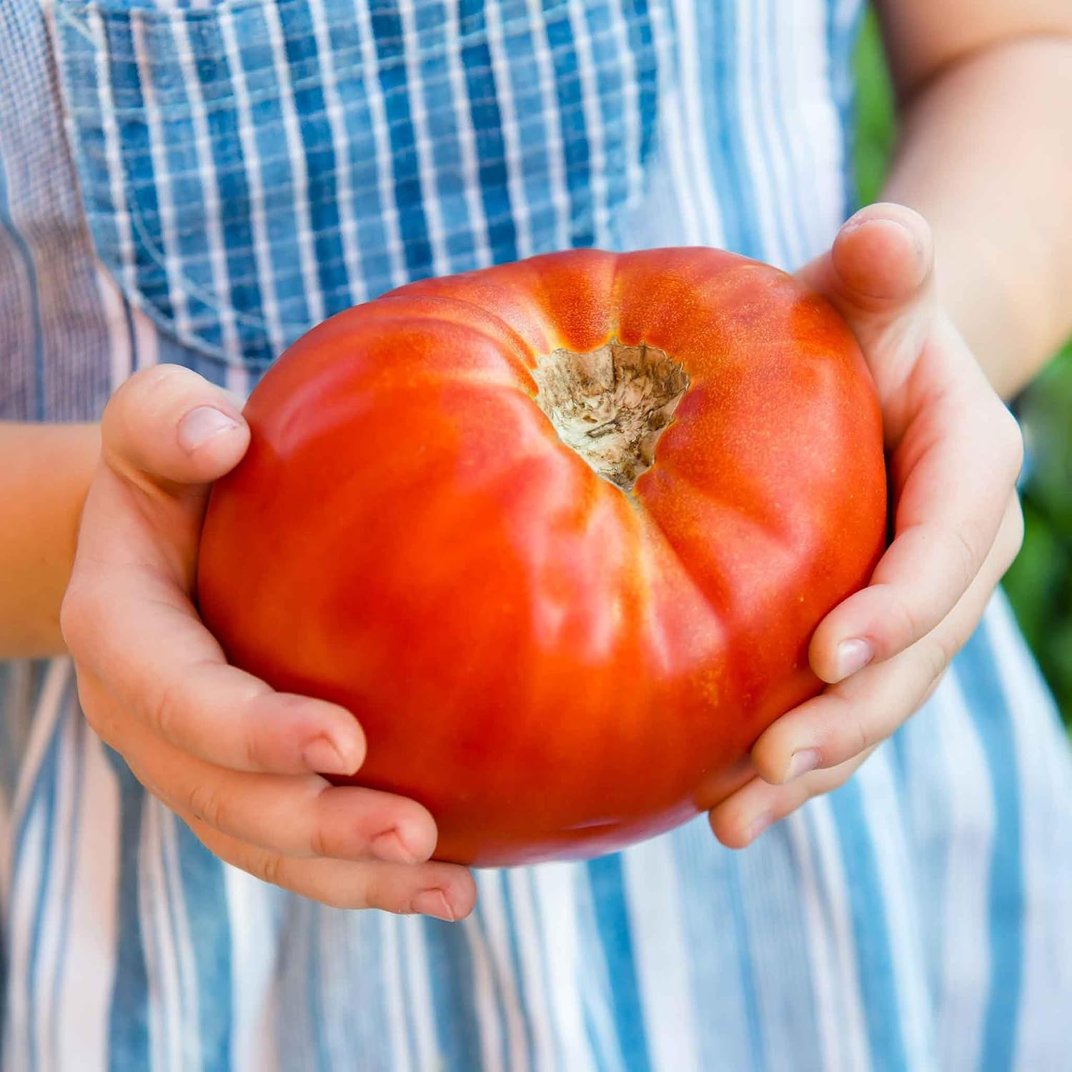 Eden Brothers Tomato Seeds - Persimmon Non-GMO Seeds for Planting, 1 oz | Low-Maintenance Vegetable Seeds, Plant During Warm Season, Zones 10, 3, 4, 5, 6, 7, 8, 9