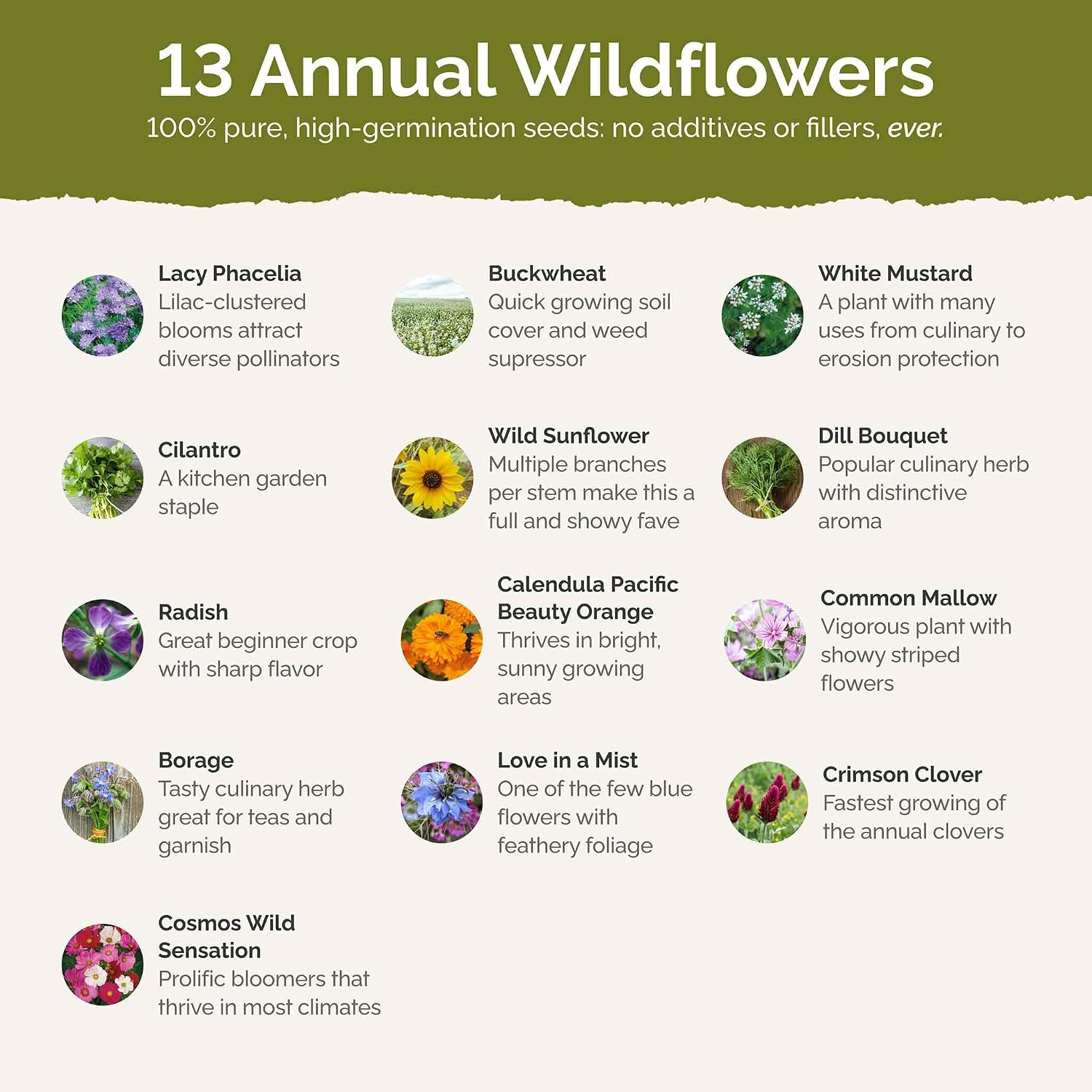 Eden Brothers The Bees Knees Pollinator Wildflower Seed Mix, 1/4 lb (135,000+ Seeds) Throw and Grow - 100% Pure, No Fillers - 18-Variety Non-GMO Annual + Perennial, Covers up to 1,100 SqFt, Zones 3-10