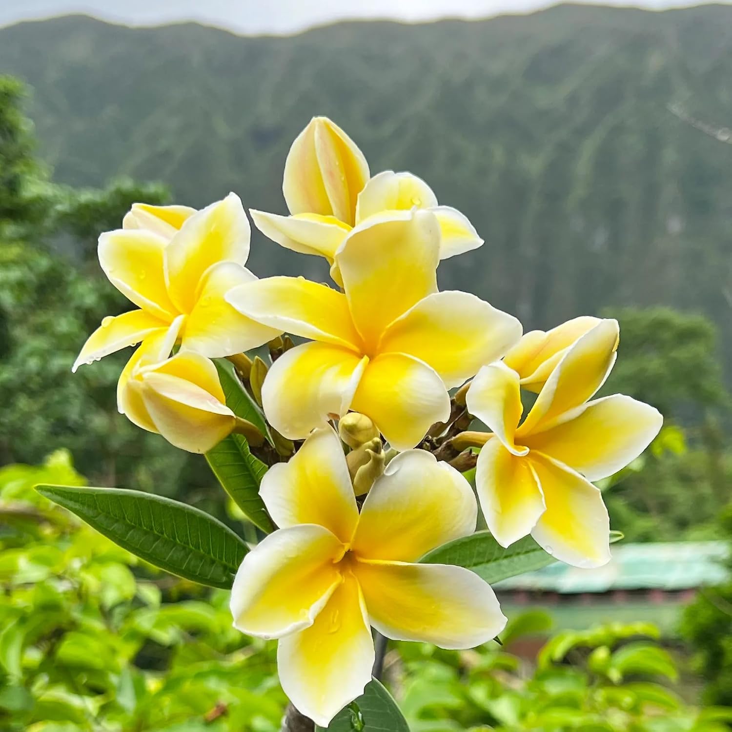 1 Yellow Hawaiian Frangipani Plumeria Cutting