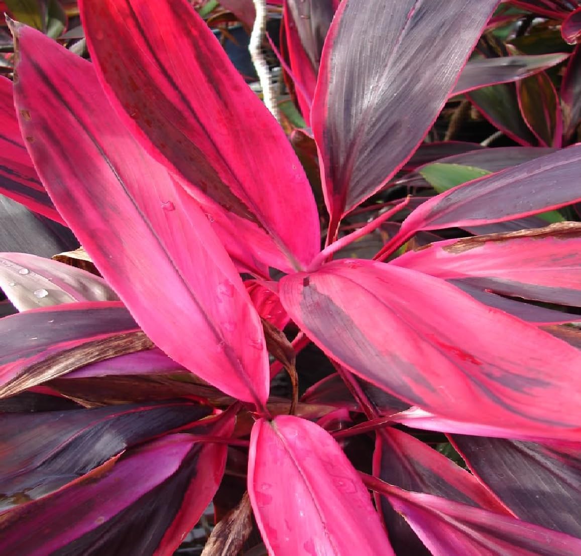 HAWAIIAN RED TI LEAF PLANT 2 LOGS ~ GROW HAWAII