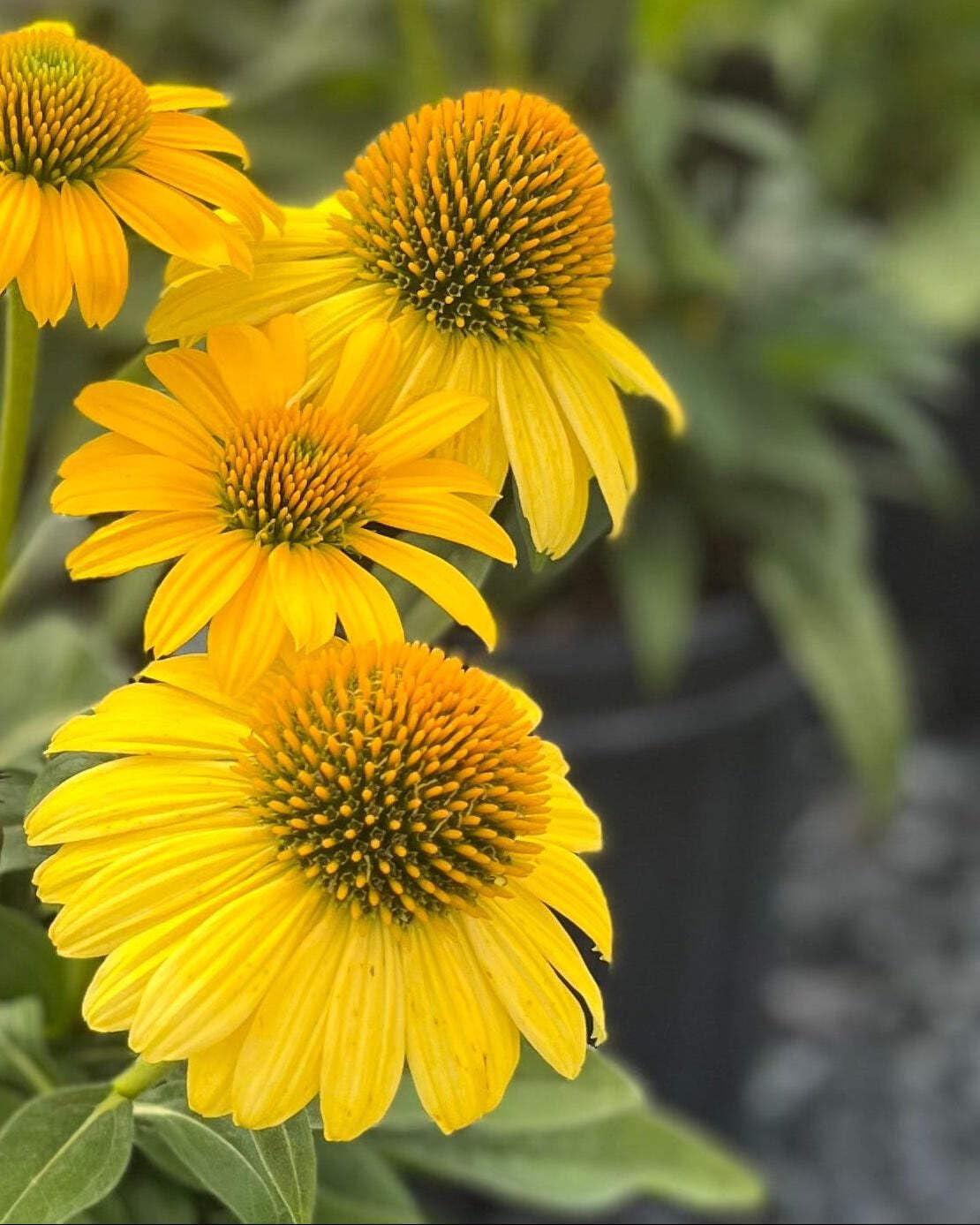 Echinacea purpurea ‘Cheyenne Spirit’ (Coneflower) Live Perennial, Size-#1 Container, Mixed Color Summer Flowers, USDA Zones 4-8