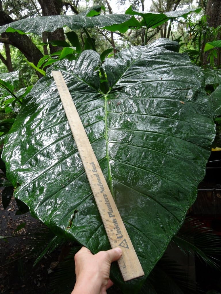 Mary’s Giant Colocasia - Elephant Ear - Taro
