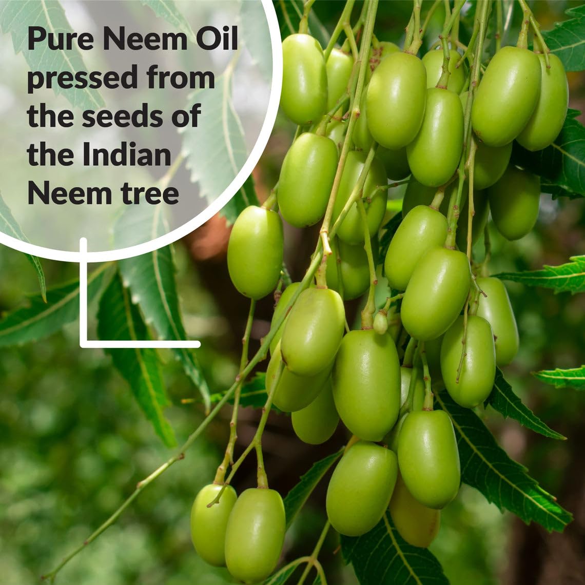 SUPERthrive Organic Pure Neem Oil, Cold-Pressed, Concentrate, 8 oz | 100% cold pressed & filtered. No additives, biodegradable. For leaf polish and plant care.