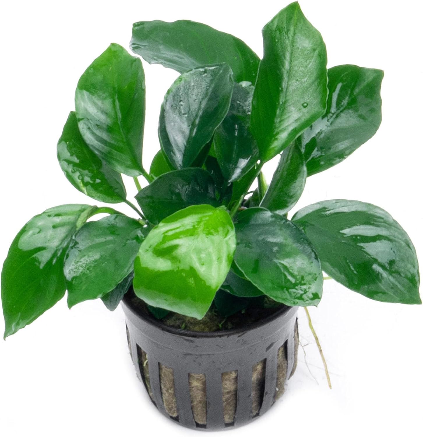 Anubias Nana Live Aquarium Plants - Potted Freshwater Plant for Fish Tanks, Terrariums - Beginner Friendly Low Light (1 Pot)