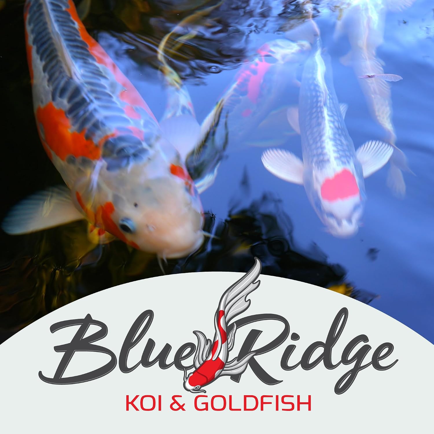 Blue Ridge Koi Platinum Pro 41% Protein Fish Food, 3/16" Pellets, 4.5 lb | Floats, softens fast; Spirulina & Canthaxanthin color support; probiotic-enriched; warm-season formula