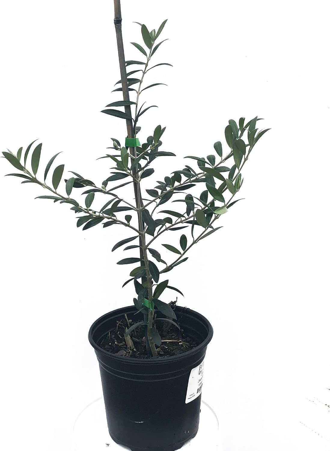 Olive Tree, Arbequina - Live Plant +!