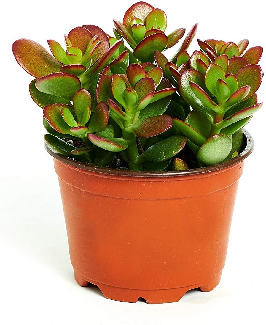 Shop Succulents | Crassula Ovata 'Jade Plant' Live House Plant, Hand Selected for Health, Size & Readiness in 4" Grower Pot