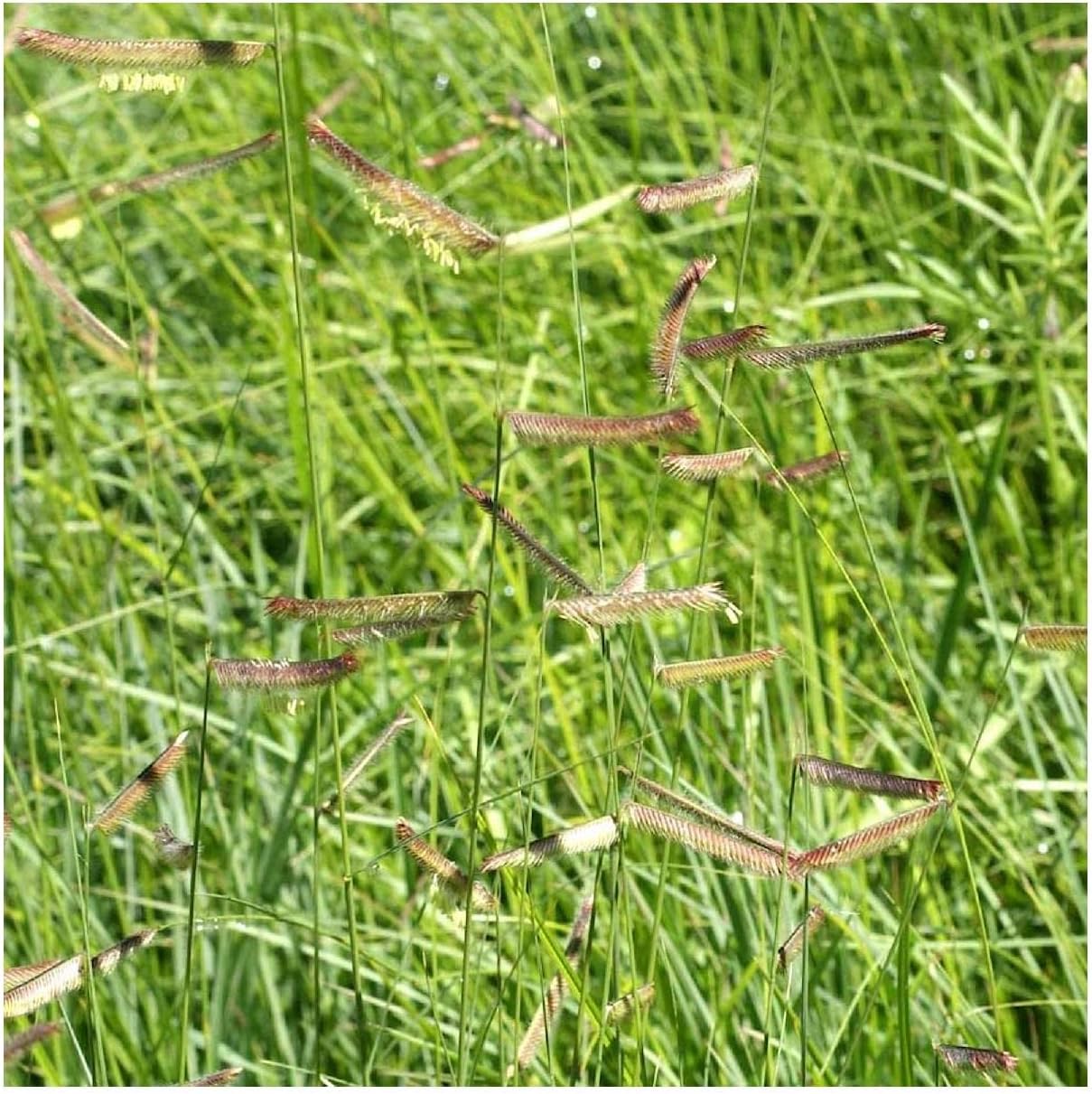 1000 Blue Grama Native Grass Seeds - Gold Vault Jumbo Seed Packet