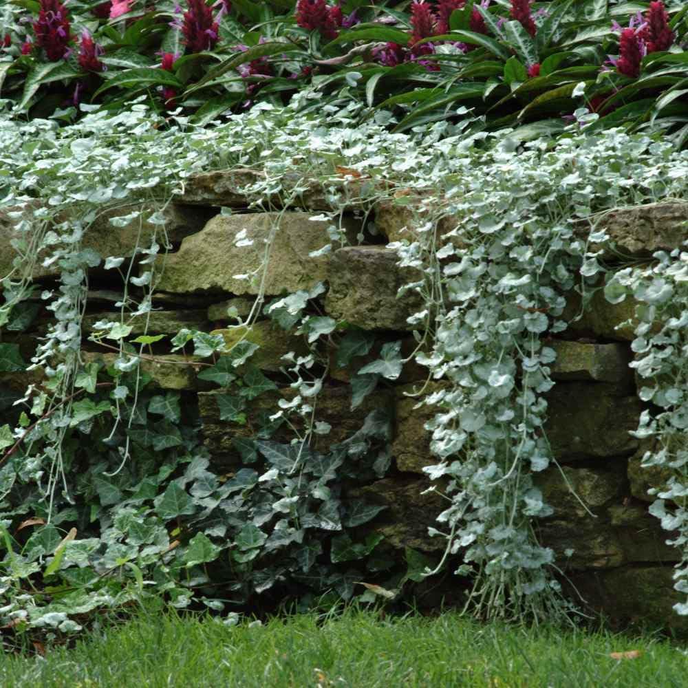 Outsidepride Perennial Dichondra Repens Seeds - 2 lbs Dense Green, Low-Maintenance Ground Cover Seeds for Planting, Ideal Lawn Alternative in Sun or Shady Areas & Erosion Control in USDA Zones 8-11