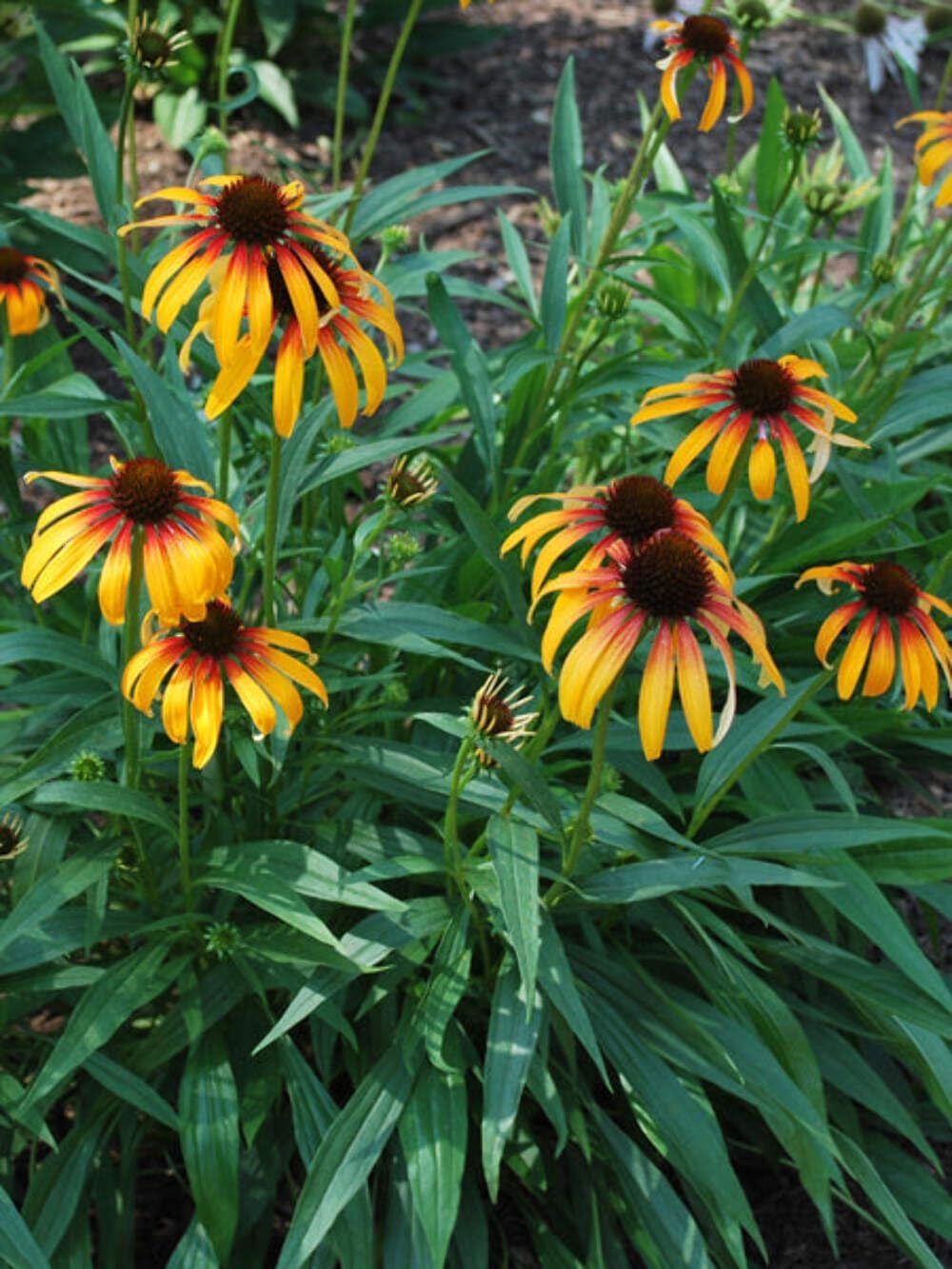 Echinacea purpurea ‘Cheyenne Spirit’ (Coneflower) Live Perennial, Size-#1 Container, Mixed Color Summer Flowers, USDA Zones 4-8