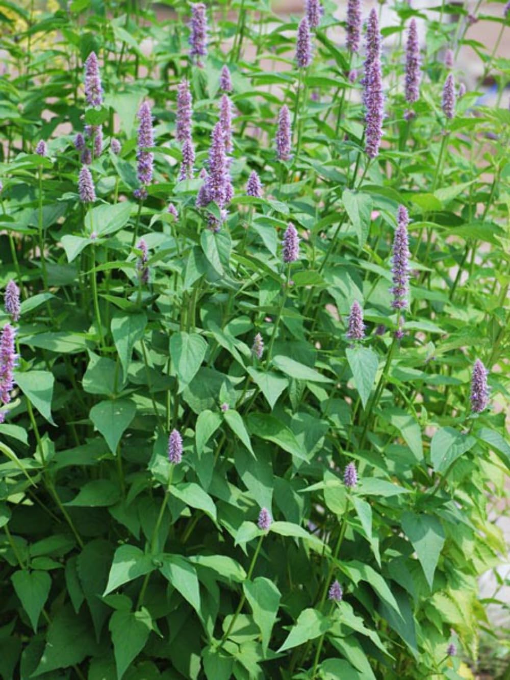 Agastache x 'Blue Fortune' (Mexican Hyssop) Perennial, Size-#1 Container, Violet Flowers