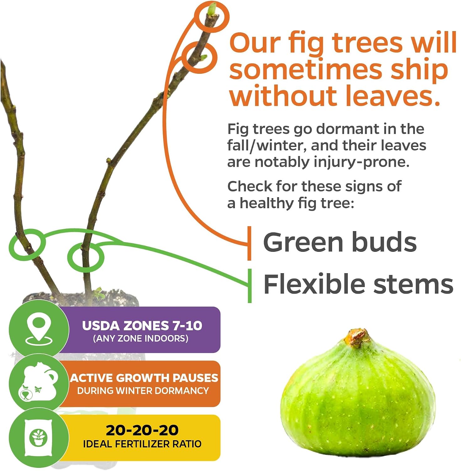 Beer's Black Fig Tree (Dwarf Habit) Live Plant - Ficus carica 'Beer's Black' - Wellspring Gardens - Cold-Hardy Fig, Dwarf Fig Tree, Compact Fig Plant - Fruit Bearing Starter Tree