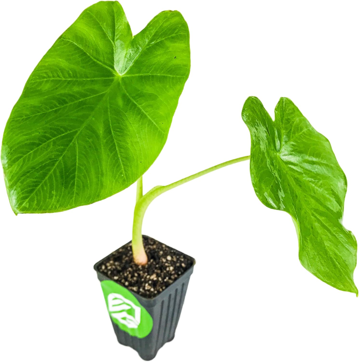 Thailand Giant Elephant Ear Live Plant - Colocasia gigantea by Wellspring Gardens - Elephant Ear Plant, Colocasia Gigantea, Elephant Ear Plant Live, Exotic Elephant Plant, Tropical Garden Design Ideas