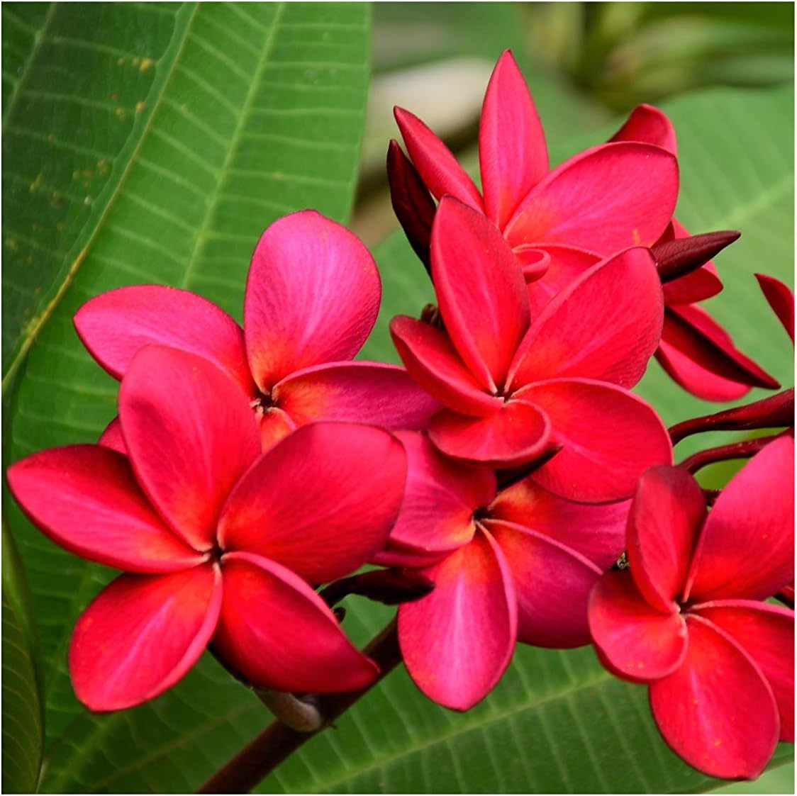 Red Hawaiian Live Plumeria Plant Cutting 9"-12" Long C1 | Discount Hawaiian Gifts Perennial Fragrant Blooms Indoor Outdoor Plants