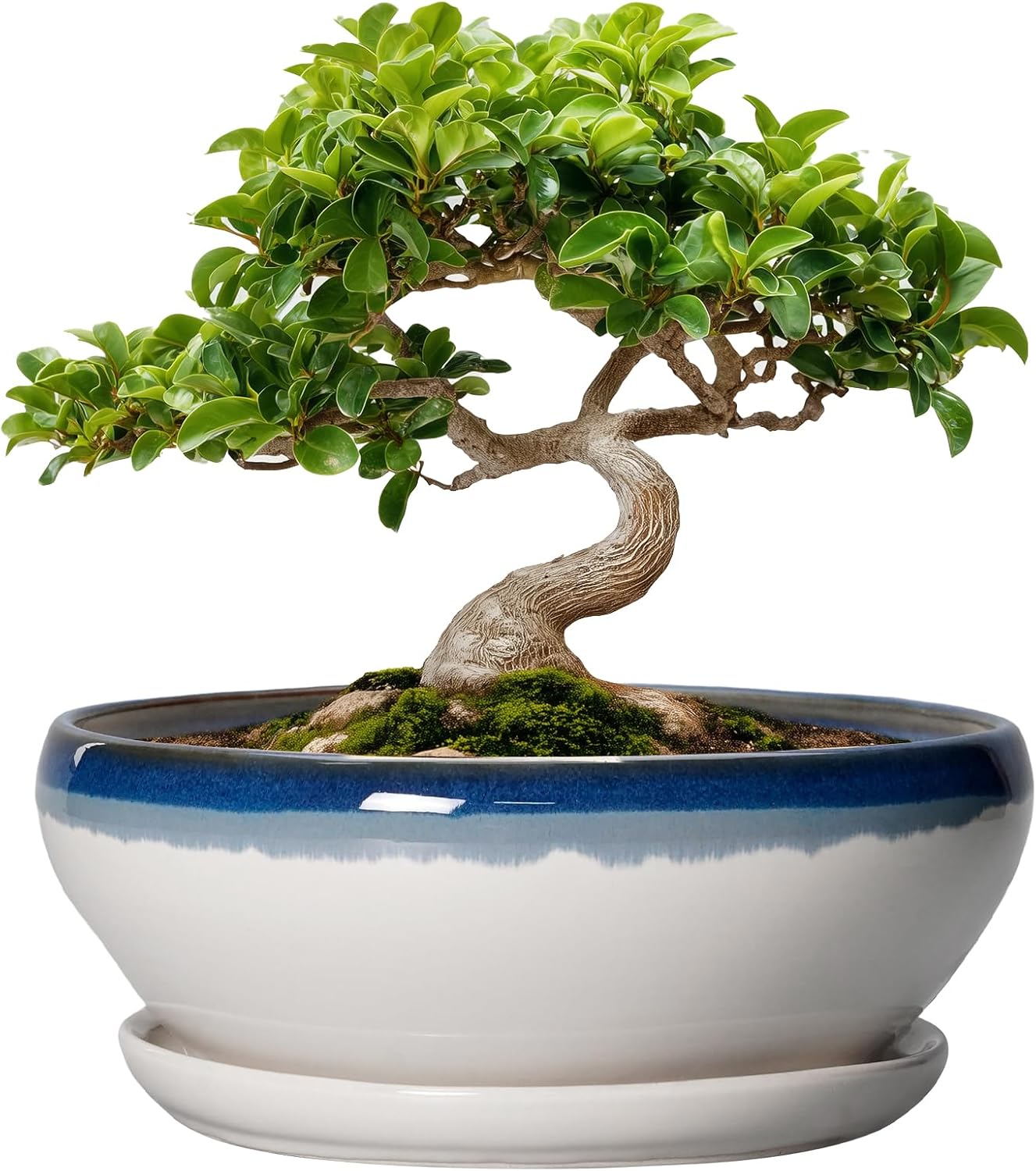 SQOWL 7 Inch Round Ceramic Succulent Planter Pot Drip Glazed Shallow Planter with Drainage Bamboo Tray for Indoor Plants