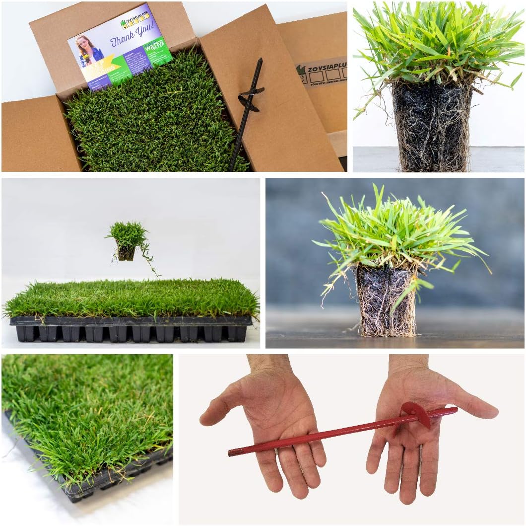 50 Zoysia Grass Plugs & Auger | Beginner's Pack
