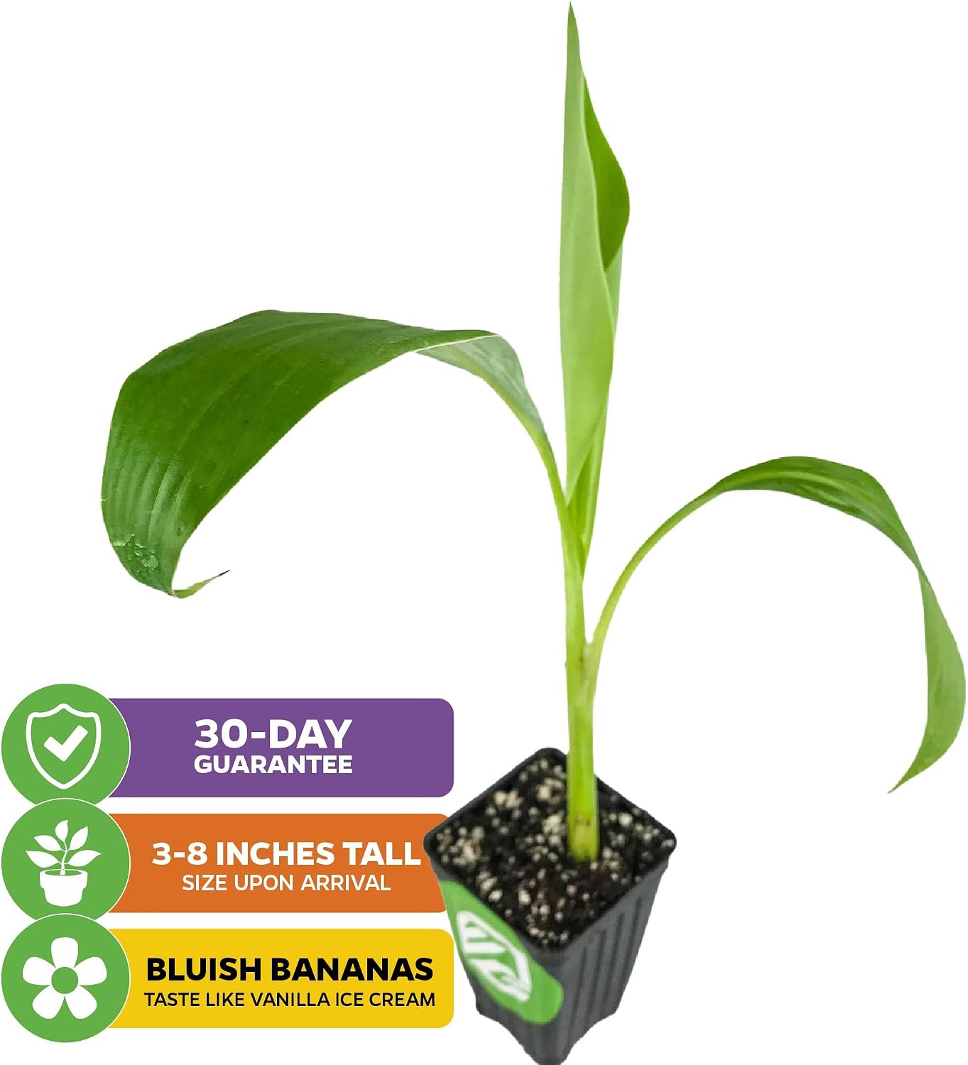 Ice Cream Banana Tree (1-Pack) Live Plants by Wellspring Gardens | Easy to Grow Plants for Nature Lovers & Gardeners- Outdoor Planting in Patio | Musa acuminata