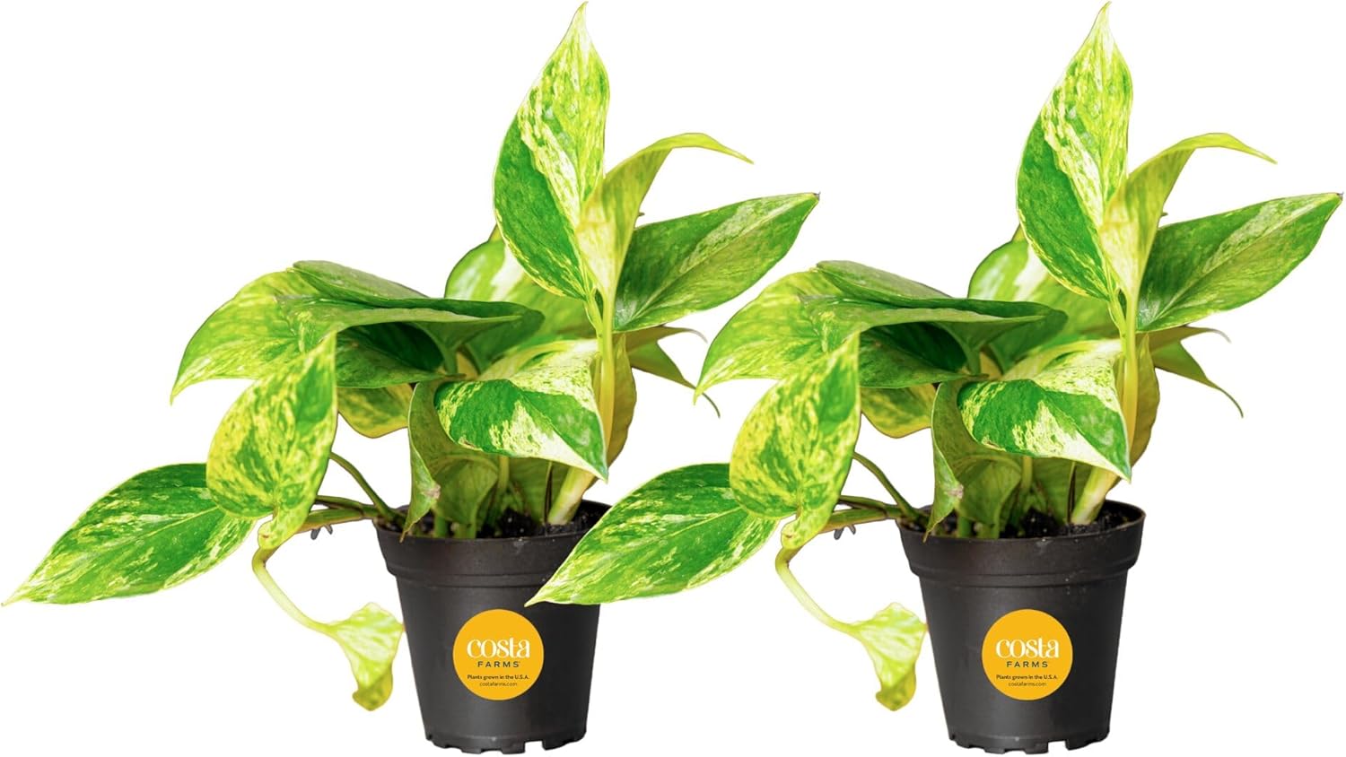 Costa Farms Golden Pothos, Live Indoor Plant, Trailing Vine, Air Purifying | Fast-growing trailing vine, one of the easiest to grow. Great indoor houseplant. Ideal housewarming or birthday gift.
