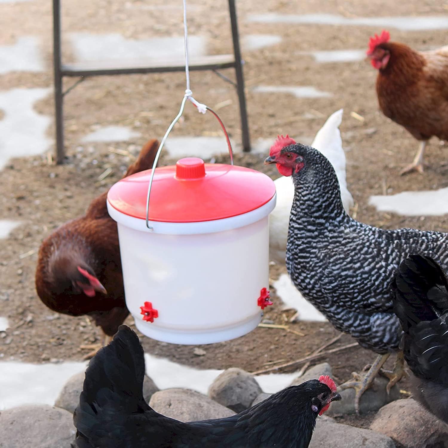 Farm Innovators HB-60P Thermostatically Controlled Heated 2 Gallon Plastic Outdoor Year Round Poultry Chicken Water Bucket Drinker, White/Red | Thermostatically controlled to keep water from freezing, side mounted drip-free/freeze-free nipples for up to…