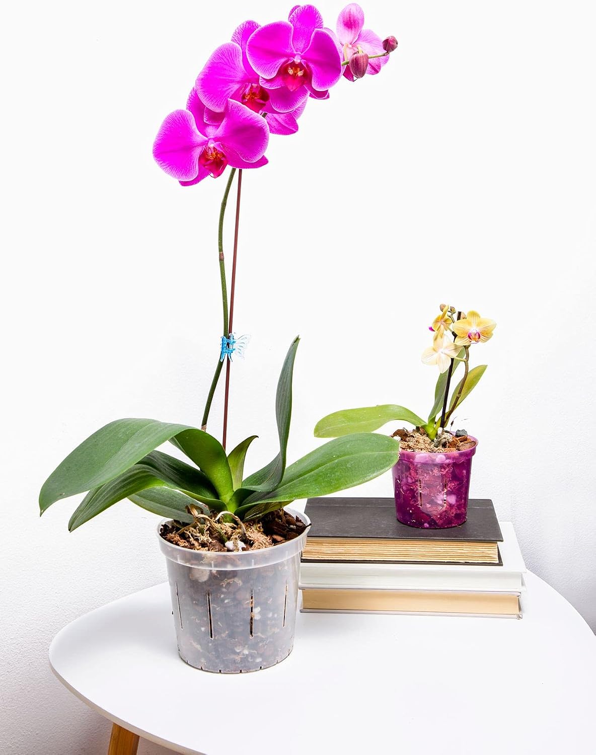 Orchid Pot - 6 inch Slotted Clear Orchid Pots - 3 Pack (Crystal Clear)