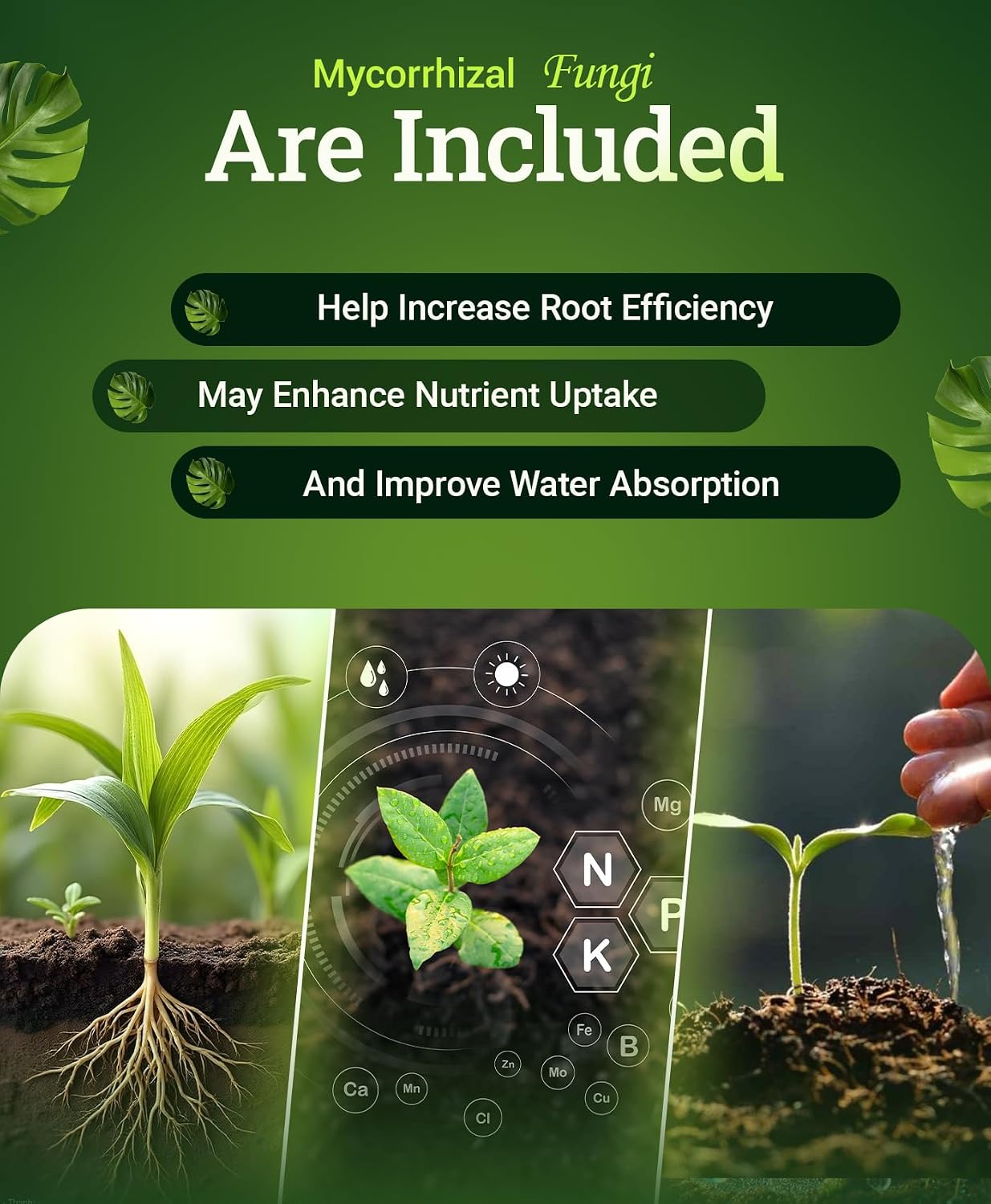 FoxFarm Happy Frog Acid Loving Plants Fertilizer - Slow Release Fertilizer for Azaleas, Rhododendrons