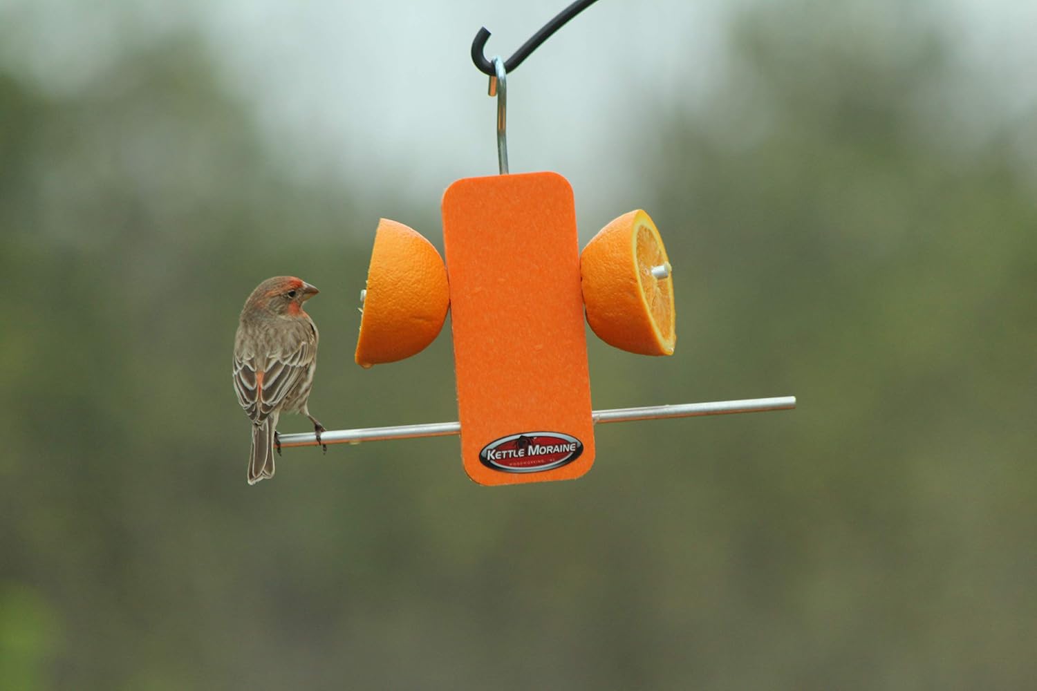 Recycled Single Oriole Orange Fruit Stick Feeder