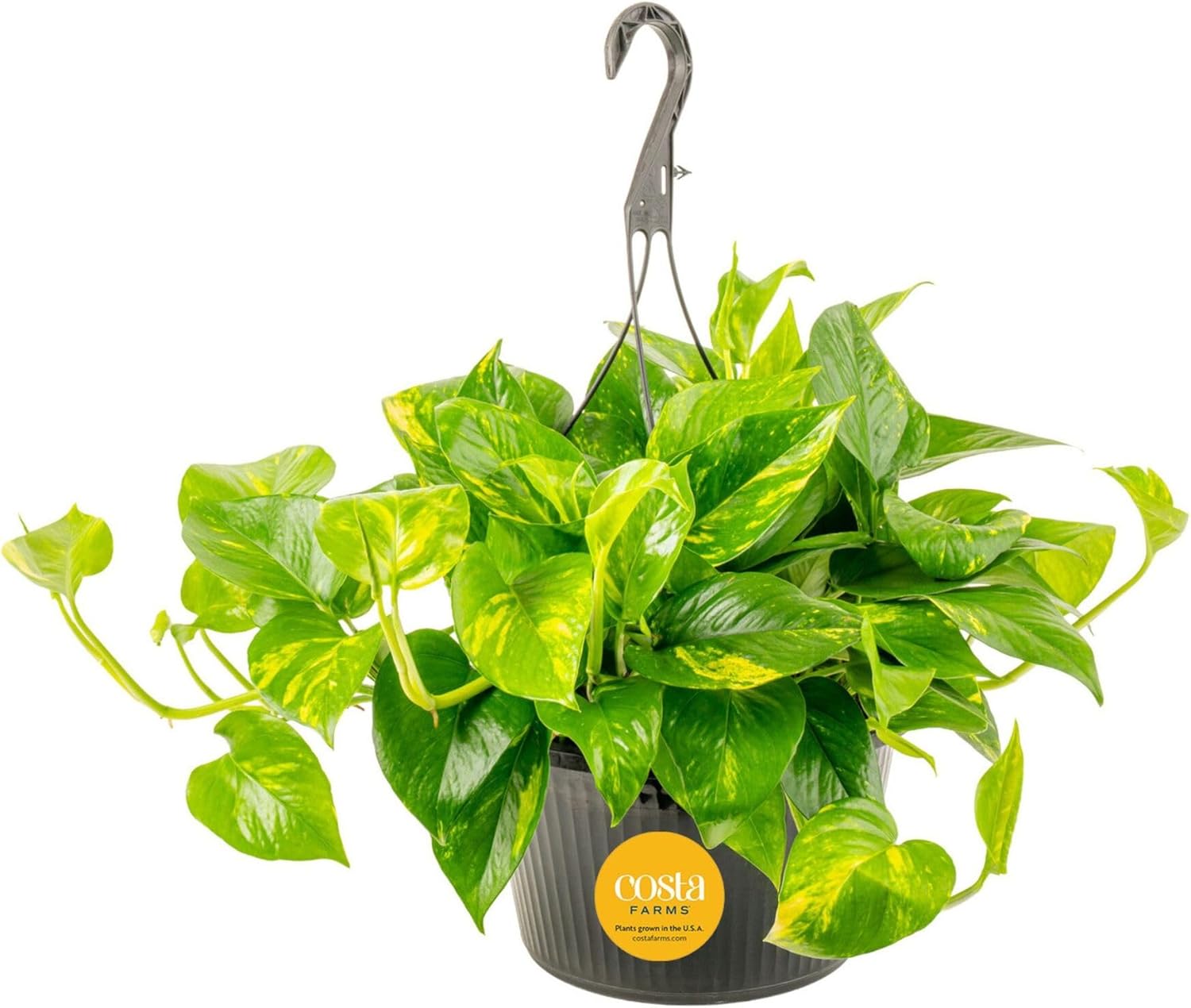 Costa Farms Golden Pothos, Live Indoor Plant, Trailing Vine, Air Purifying | Fast-growing trailing vine, one of the easiest to grow. Great indoor houseplant. Ideal housewarming or birthday gift.
