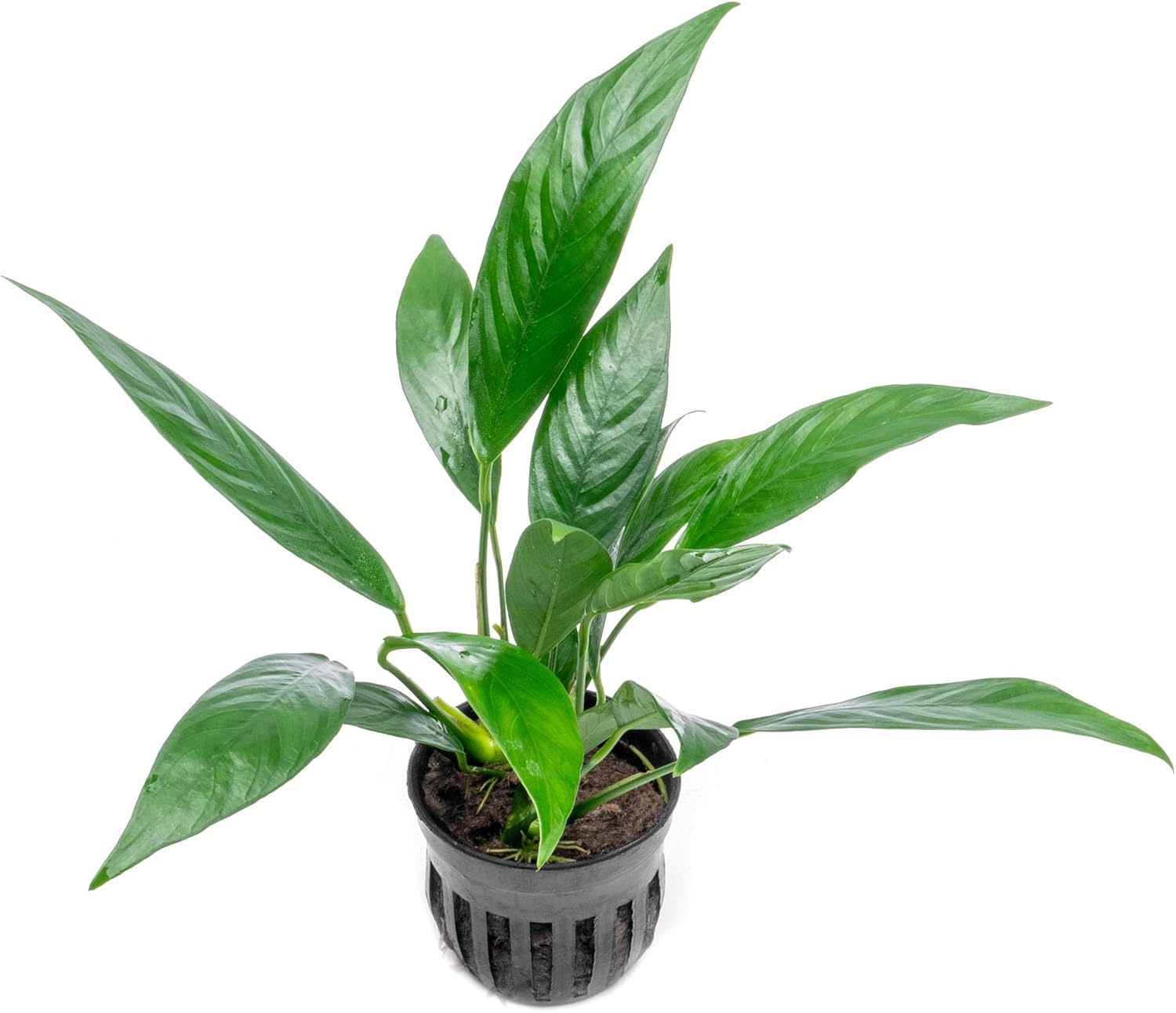 Anubias Nana Live Aquarium Plants - Potted Freshwater Plant for Fish Tanks, Terrariums - Beginner Friendly Low Light (1 Pot)