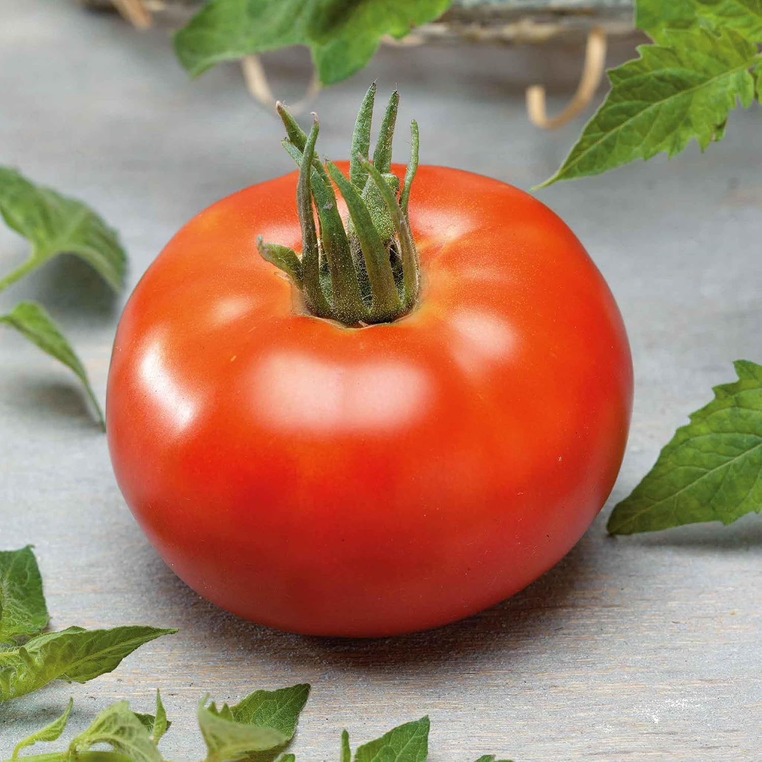 Eden Brothers Tomato Seeds - Persimmon Non-GMO Seeds for Planting, 1 oz | Low-Maintenance Vegetable Seeds, Plant During Warm Season, Zones 10, 3, 4, 5, 6, 7, 8, 9