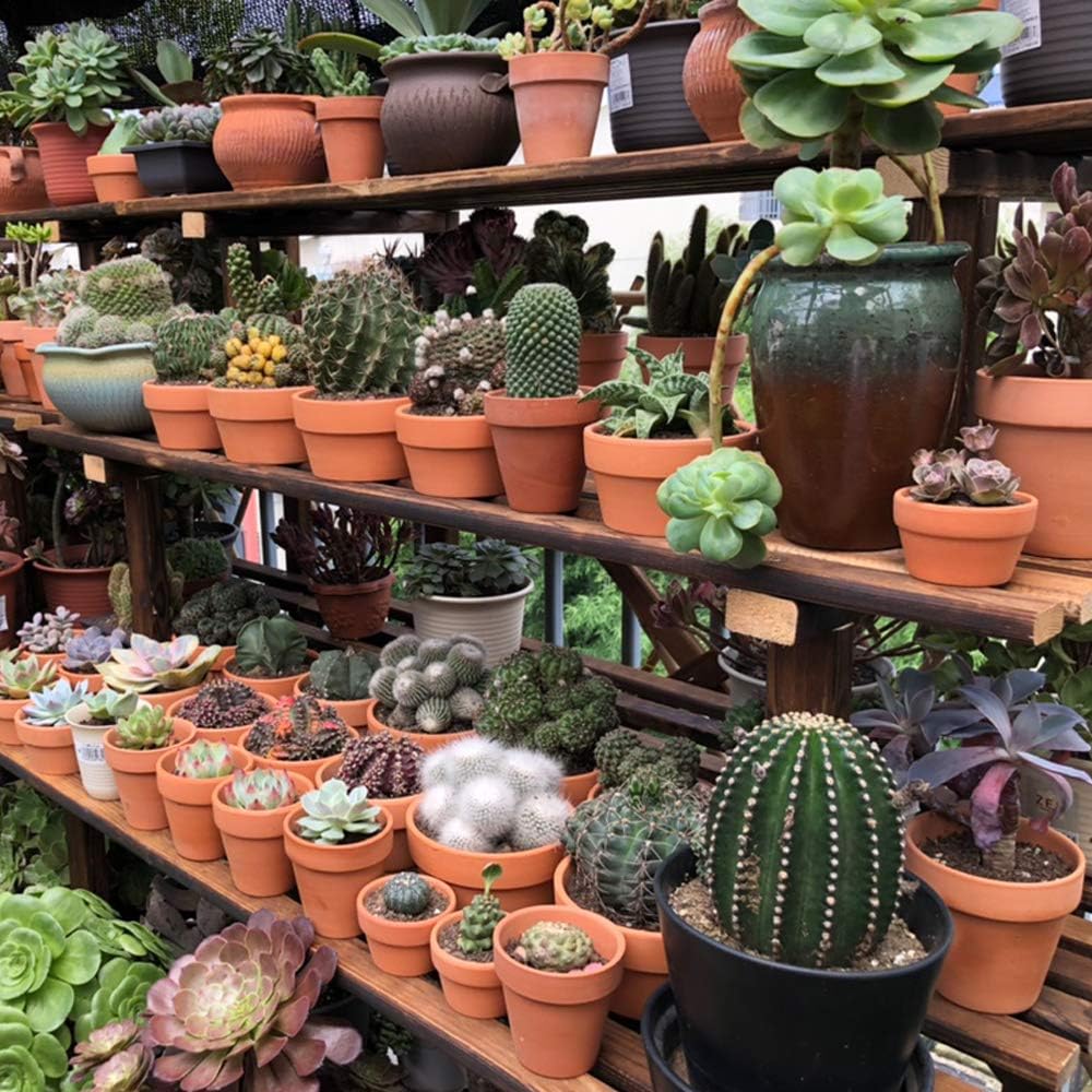 Yishang 6 Inch Terracotta Shallow Planters, Ceramic Flower Clay Plant Pots with Drainage Hole