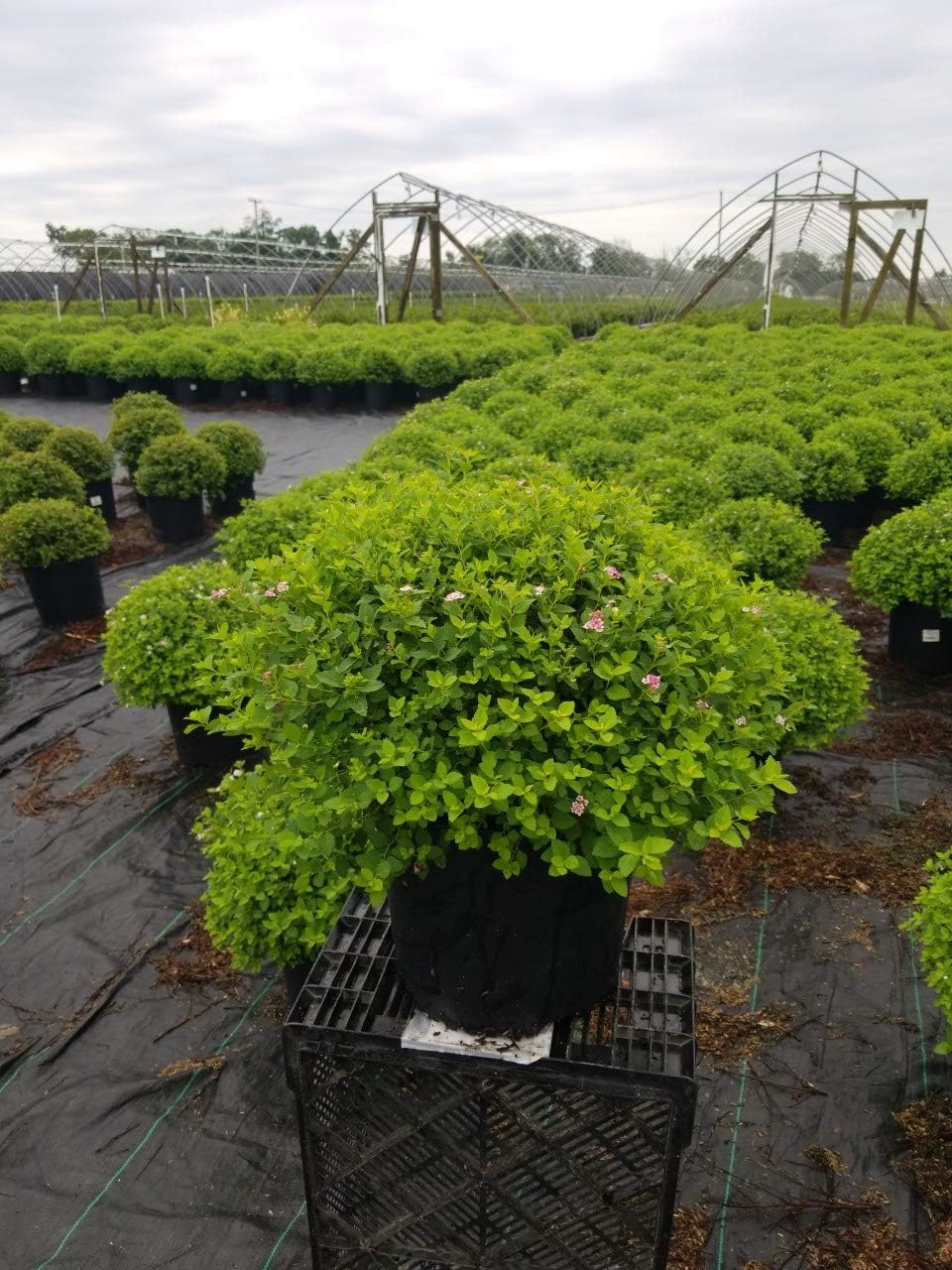 Proven Winners - Spiraea jap. Double Play Gold (Spirea) Shrub, , #3 - Size Container