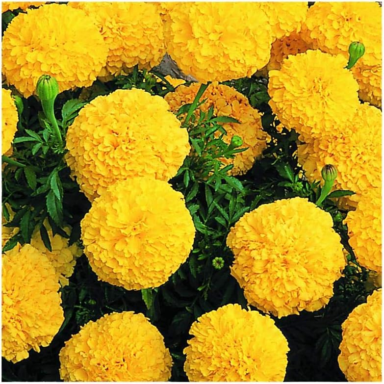 Park Seed Whopper Mix Marigold Flower Seeds – Giant 4-Inch Double Blooms in Yellow, Gold & Orange, Compact and Weather-Resistant Plants, Easy to Grow for Beds or Containers – Pack of 25