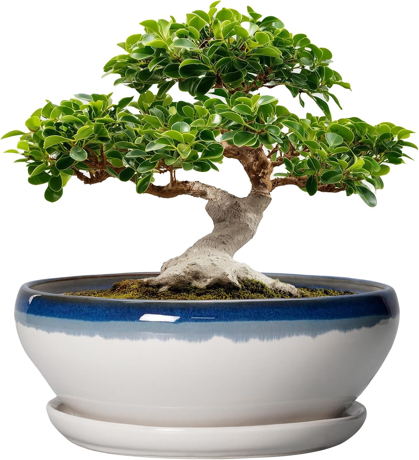 SQOWL 7 Inch Round Ceramic Succulent Planter Pot Drip Glazed Shallow Planter with Drainage Bamboo Tray for Indoor Plants