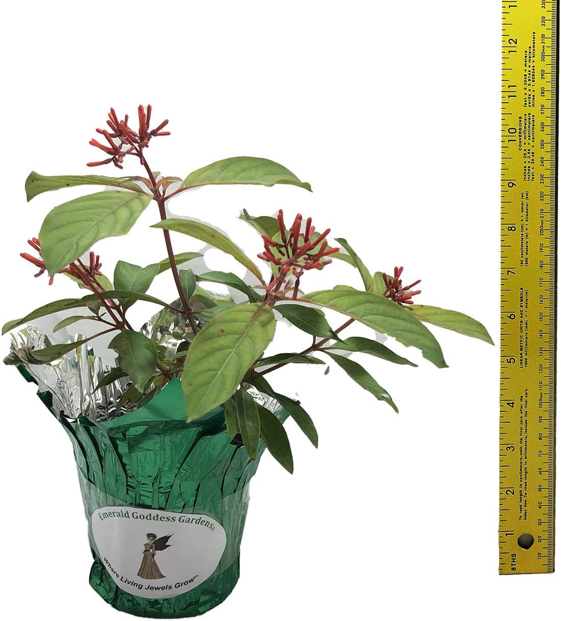 Scarlet Firebush - Hamelia Patens - Live Shrub Plant -Florida Native - Orange Red Flower - 8-10 Inches Tall - 4 Inch Pot