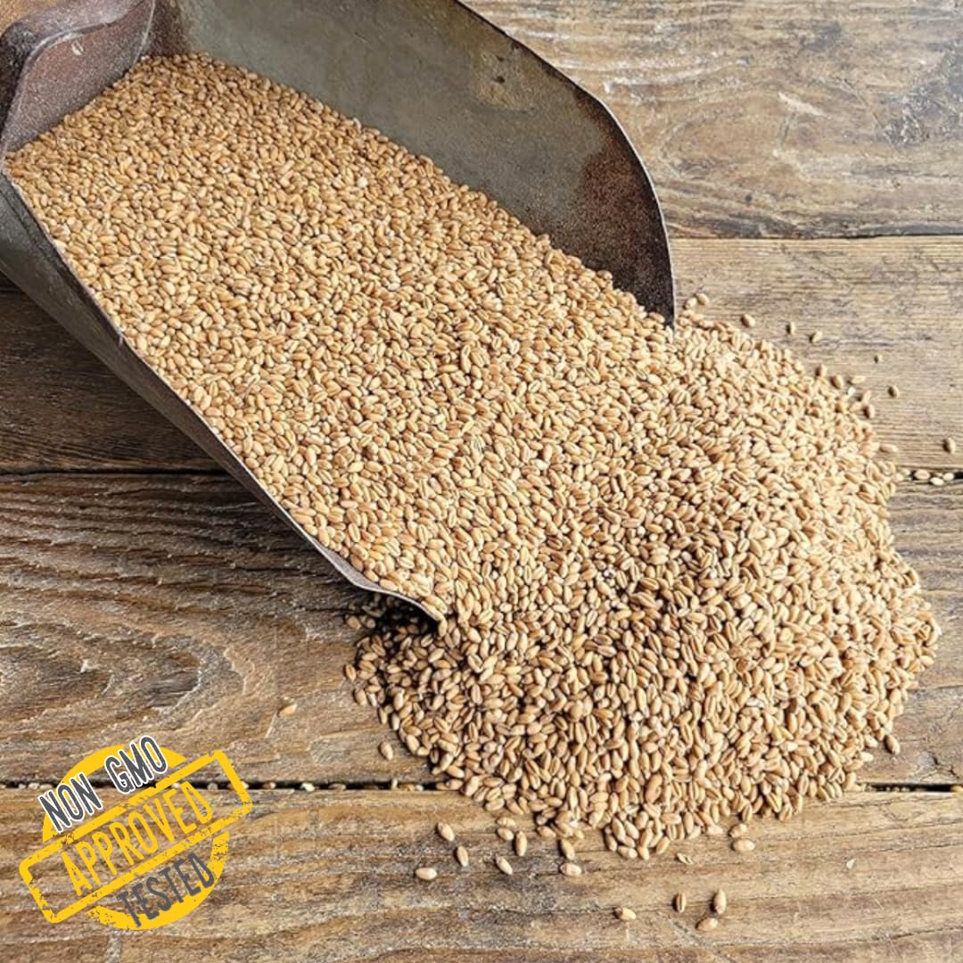 Ernst Grain & Livestock Soft Red Wheat Berries – Non‑GMO Feed Grade – 46 LB Bulk Bag – Ideal for Livestock & Poultry Feed – Grown (Family