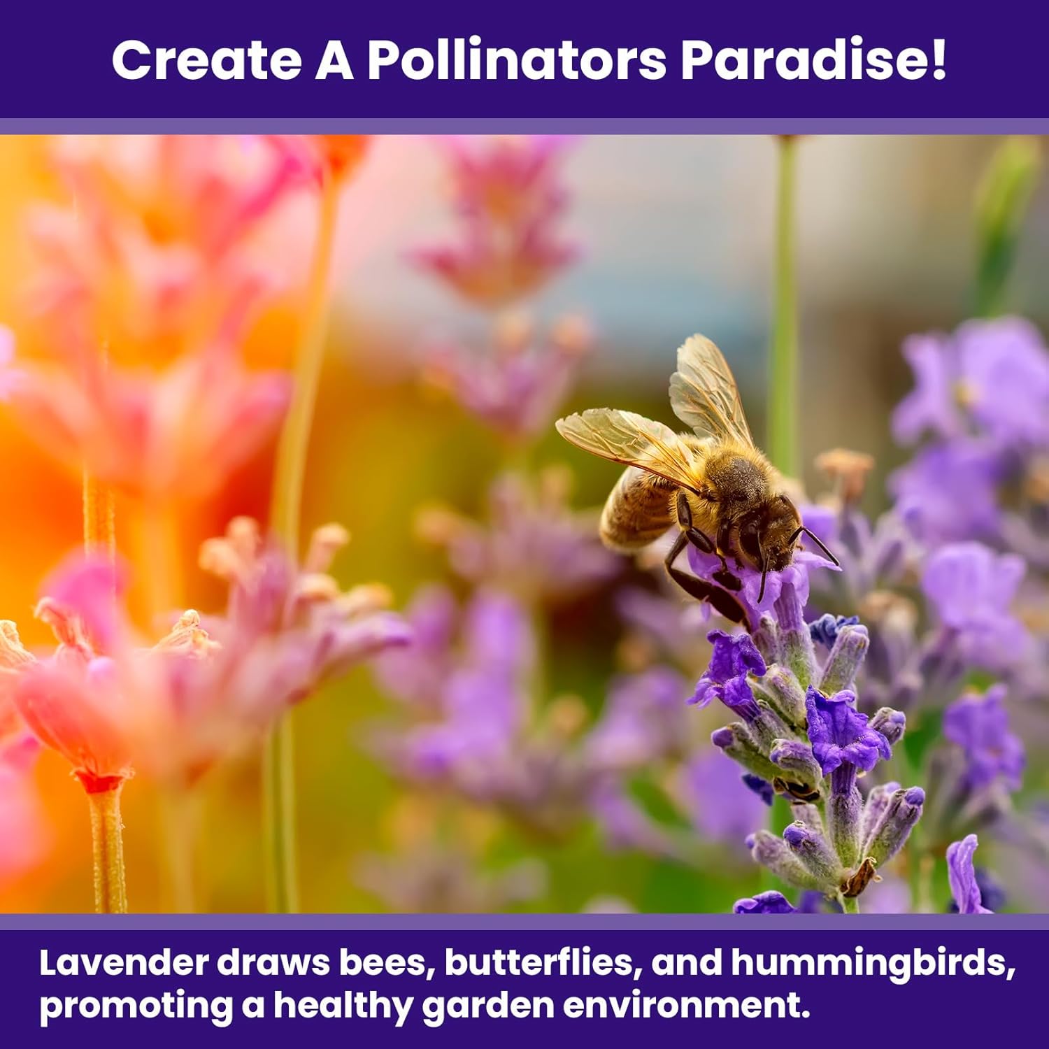 NatureZ Edge1500 English Lavender Seeds for Planting Outdoors or Indoors, 90% Germination, Lavender Plants, Non-GMO, Heirloom Herb Seeds (1 Pack)