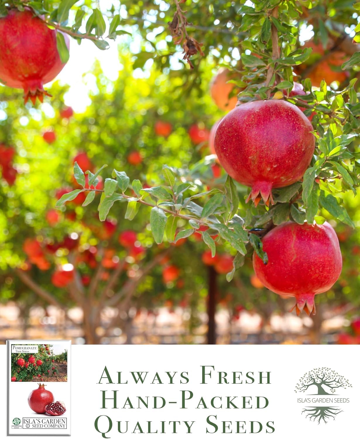 Pomegranate Tree Seeds (Punica granatum) – 30+ Non-GMO Fruit Tree Seeds for Planting, Beautiful Ornamental Tree with Sweet Edible Fruit