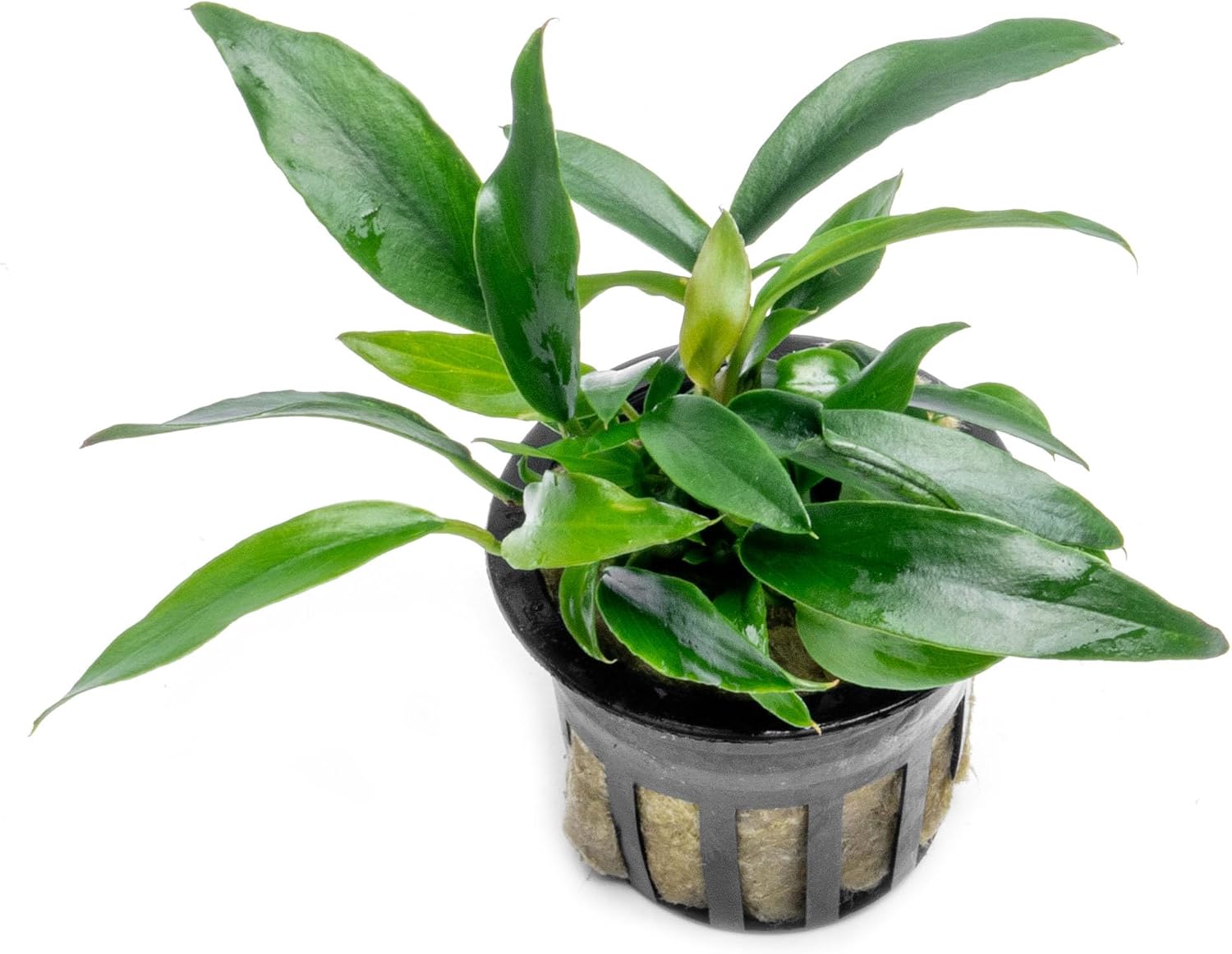 Anubias Nana Live Aquarium Plants - Potted Freshwater Plant for Fish Tanks, Terrariums - Beginner Friendly Low Light (1 Pot)