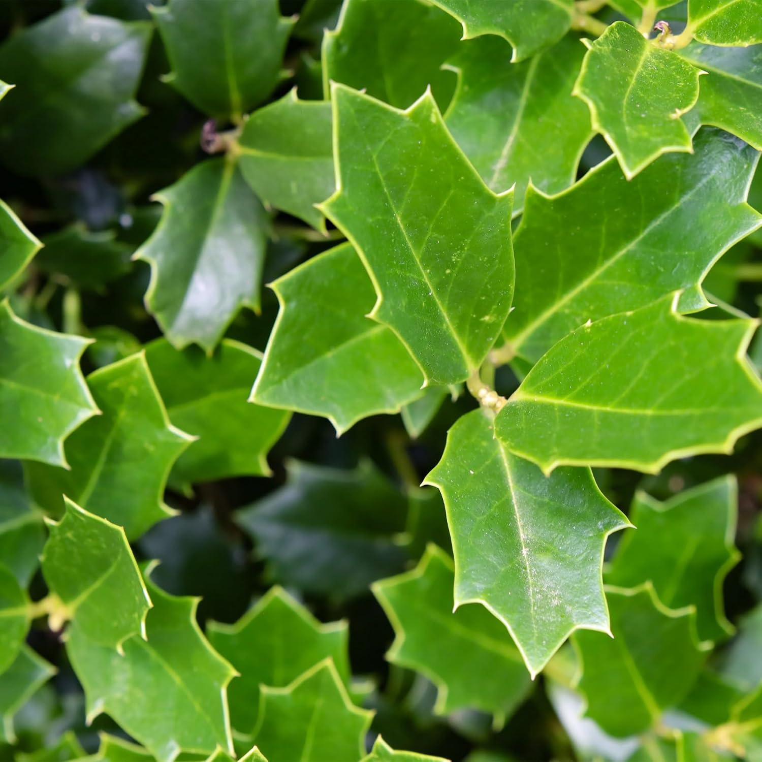 Southern Living 3 Gal. Oakland Holly Shrub