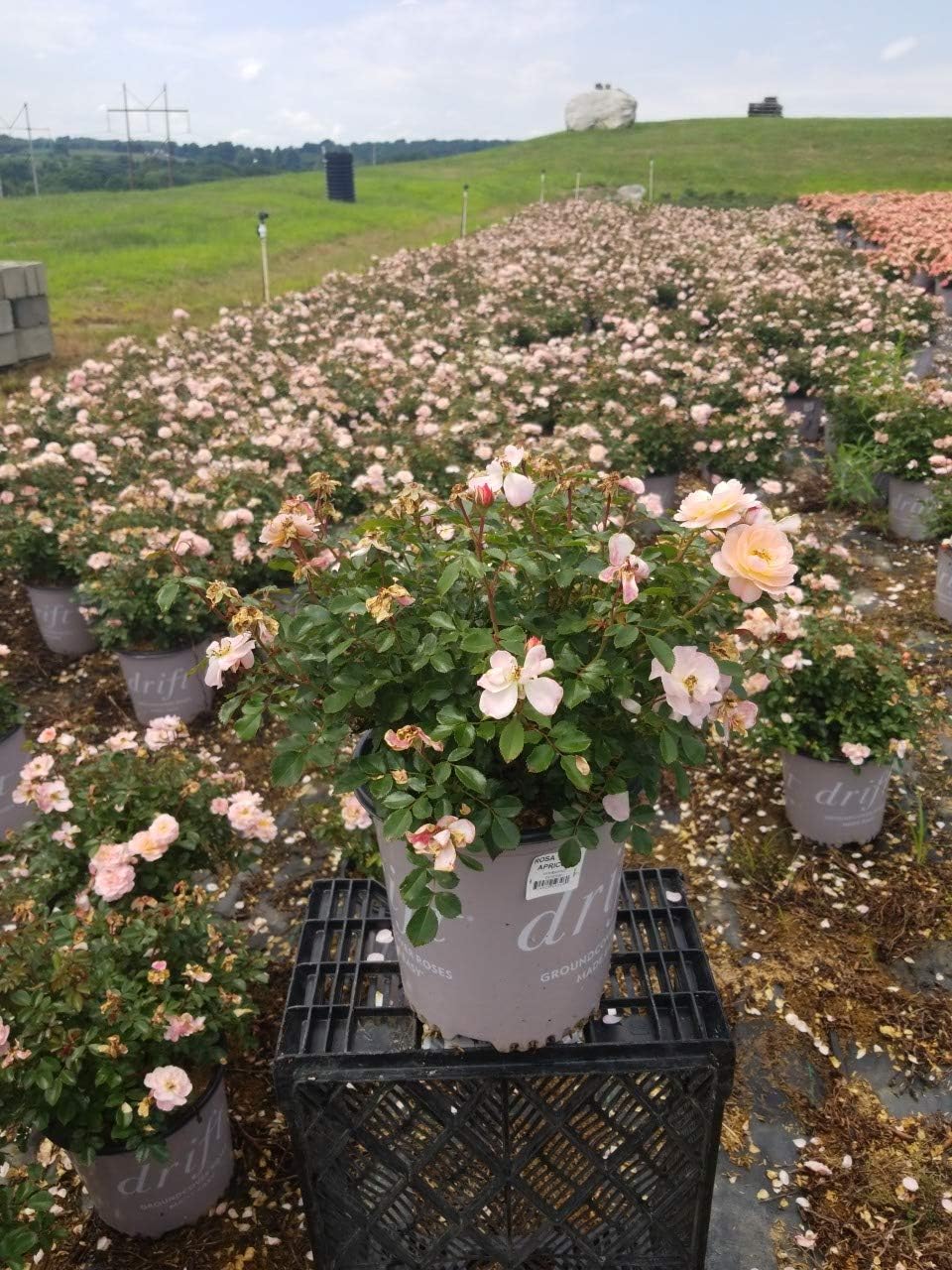 Drift Roses - Rosa Peach Drift (Rose) Rose, double peach flowers, #2 - Size Container
