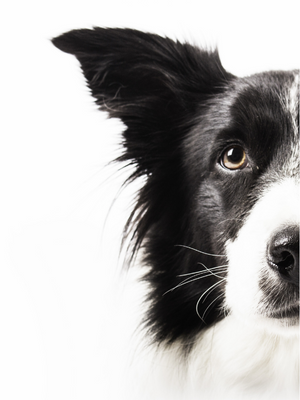 natural herbal remedy for dogs gi tract support natural ingredients organic